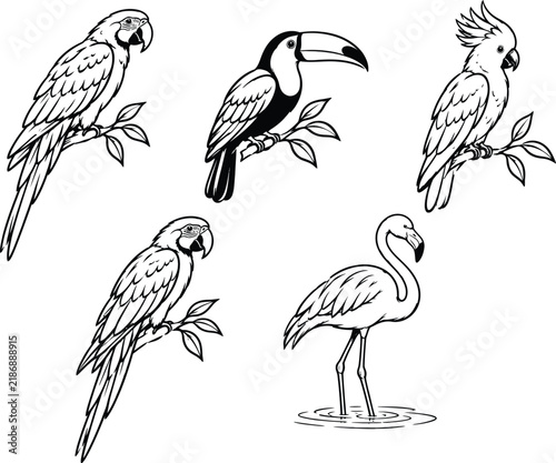 Tropical birds and flamingo black and white vector illustration set