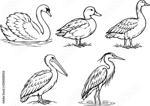 Collection of waterfowl birds depicted in a black and white vector illustration