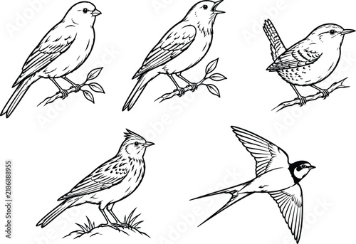Collection of songbirds perched and in flight black and white vector illustration