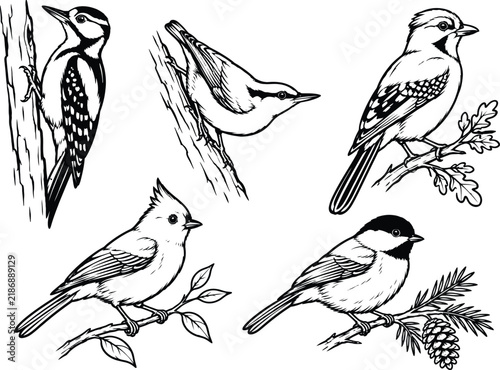 Five songbirds perch on branches in a detailed vector illustration