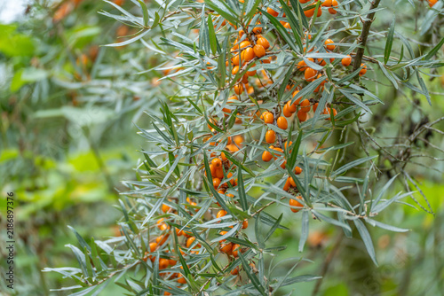Foto A sea buckthorn branch is densely covered in bright orange berries among narrow silvery-green leaves