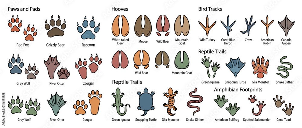 Obraz premium Animal Tracks and Footprints Collection Isolated