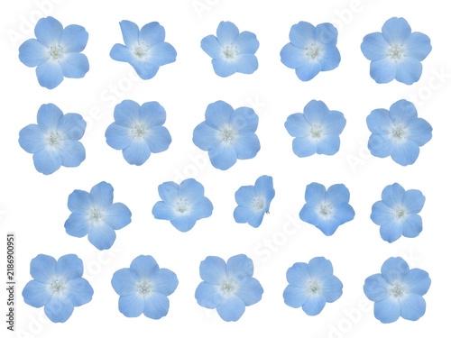 Soft Sky Blue Baby Blue Eyes Ditsy Floral Pattern