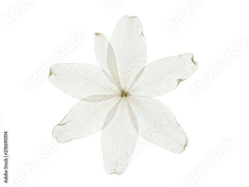 Pressed White Wood Anemone Flower on Soft Cream Paper with Translucent Petals.