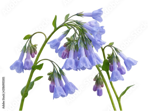 Soft Blue Violet Virginia Bluebells with Nodding Trumpet-Shaped Blooms.