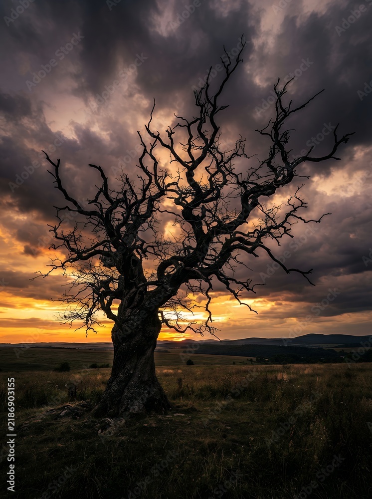 Fototapeta premium Silhouette of a gnarled ancient tree against a dramatic stormy sunset sky.