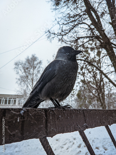 Cuadro en lienzo Side view portrait of a Western jackdaw sitting on a rusty fence in winter