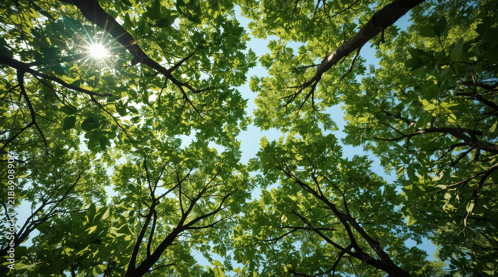 Fototapeta premium Tree canopy viewed upward with sunlight shining through green leaf and branch in bright forest scene, creating peaceful natural atmosphere and clear blue sky