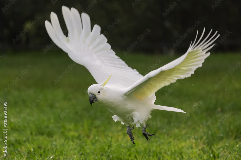Obraz premium Cockatoo Flying Close to the Ground