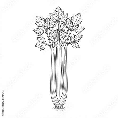 Celery vegetable line art isolated in white background