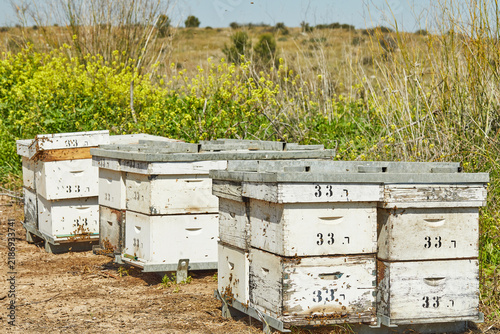Hives with bees near blooming almond trees.