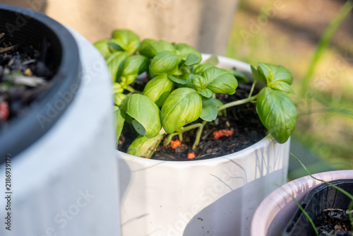 fresh basil and other herbs in a pot