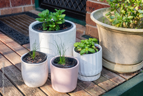 herb seedlings in pots on a front porch
