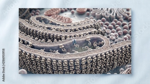 3D rendering of the ultrastructure of rough endoplasmic reticulum with attached ribosomes