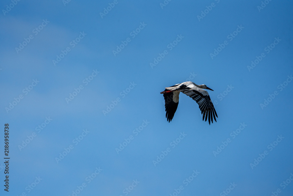 Obraz premium Oystercatcher in flight against clear blue sky with wings extended, single seabird midair