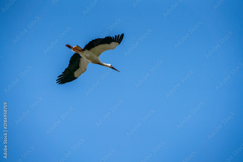 Obraz premium White stork flying with outstretched wings against a clear blue sky, mid-flight profile