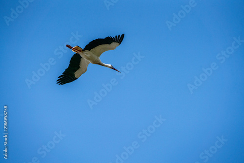 White stork flying with outstretched wings against a clear blue sky, mid-flight profile