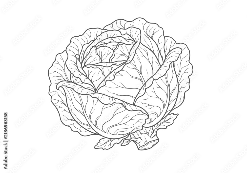 Obraz premium Cabbage vegetable line art drawing isolated on white background for educational coloring book illustration of healthy plant harvest for culinary diet page.