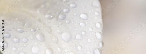 White flower petal close-up with water droplets macro photography showing tex...
