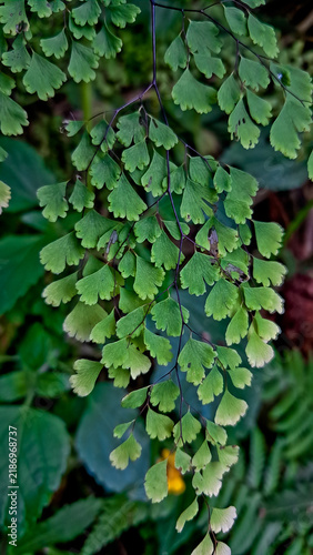 Close-up photo of a maidenhair fern growing wild in the forest.