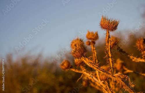 Obraz na plátně Dried thistles glowing in warm light against a blue sky