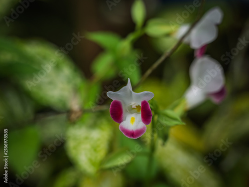 фотографія Charming white and purple Wishbone Flower (Torenia fournieri) blooming outdoors