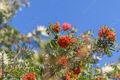 Canvas Print Vibrant clusters of rowan berries glow against a clear blue sky, showcasing natu