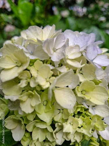 This photo features soft white hydrangea flowers. This plant has a unique characteristic: its color can be influenced by soil acidity.