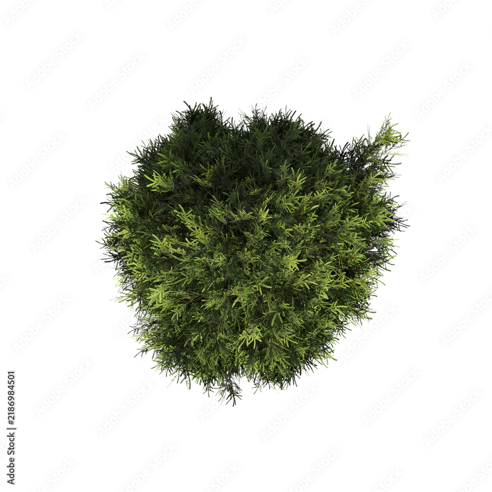 Obraz premium tree, isolate on a transparent background, 3d illustration