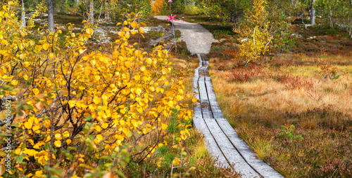 wooden hiking trail following a skiddo track crossing the forest at the edge ...