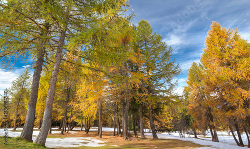 alpine forest with larches in beautiful golden colors  with the first snow  i...