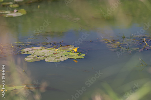 Fotografie Vibrant yellow water lilies bloom serenely on a calm pond, bringing a touch of m