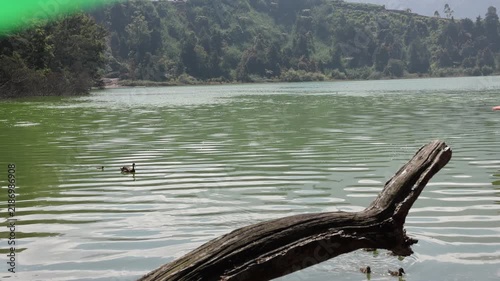 Floating log drifts across green waters. Ducks swim calmly near the surface. Ripples spread gently around the wood. Lush hills frame the tranquil lake. Nature's quiet scene invites peace