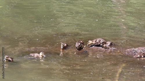 Mother duck leads her young across calm, green waters. Tiny ducklings follow closely, splashing gently behind. Sunlight glints softly on the rippling surface