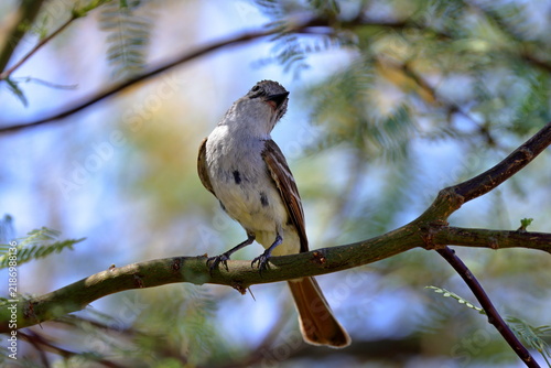 Ash throated Flycatcher (Myiarchus cinerascens) at White Sands National Park in New Mexico, USA