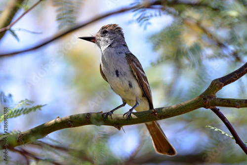 Ash throated Flycatcher (Myiarchus cinerascens) at White Sands National Park in New Mexico, USA