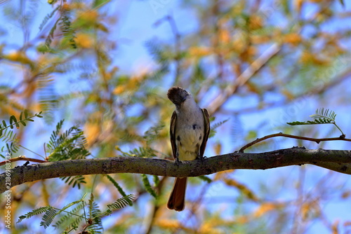 Ash throated Flycatcher (Myiarchus cinerascens) at White Sands National Park in New Mexico, USA