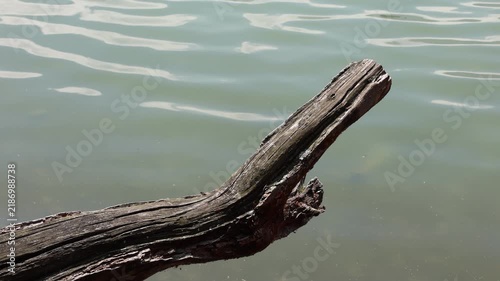 Old driftwood floats gently on calm green water. Ripples ripple softly, reflecting gentle sunlight. Natural, weathered texture suggests long exposure to elements. Image evokes quiet solitude, peace