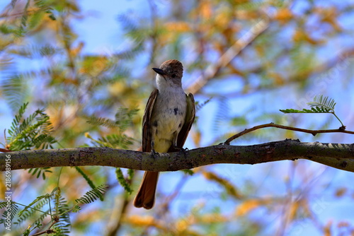 Ash throated Flycatcher (Myiarchus cinerascens) at White Sands National Park in New Mexico, USA