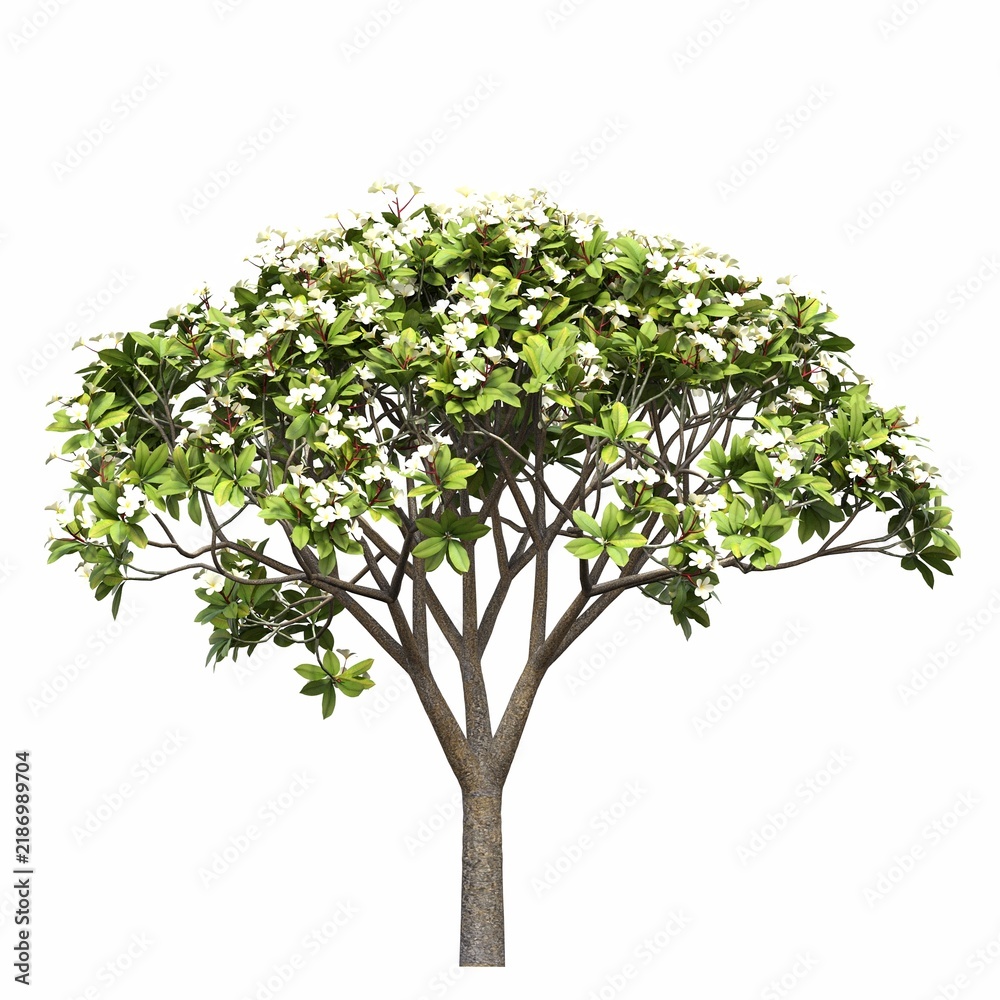 Obraz premium tree, isolated on white background, 3D illustration, cg render