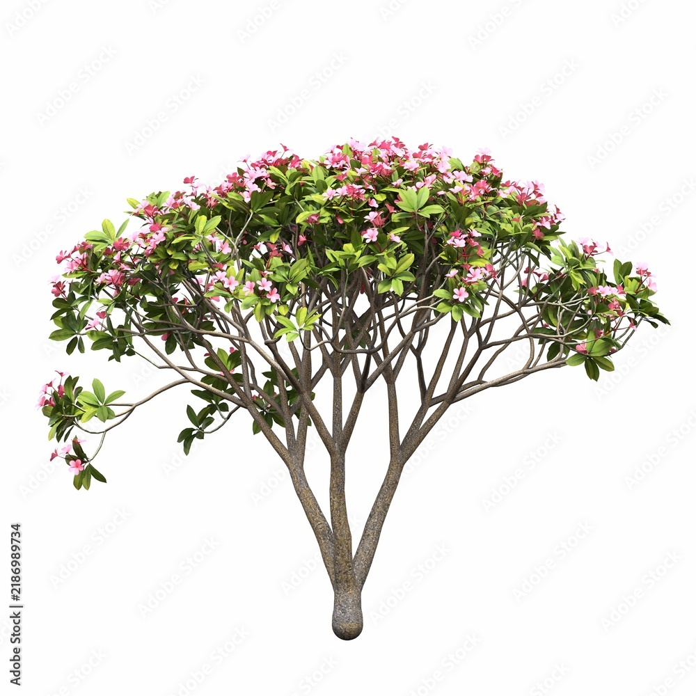 Obraz premium tree, isolated on white background, 3D illustration, cg render
