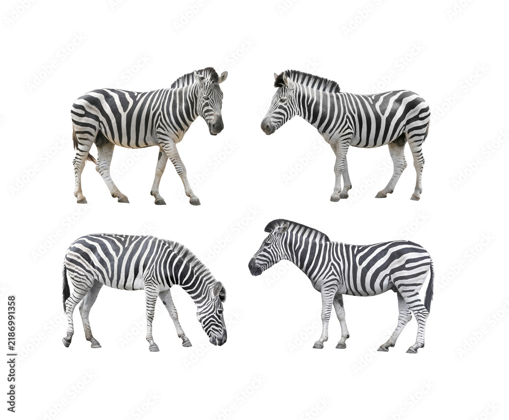 Obraz premium Set of african zebras in different poses on white background with clipping path