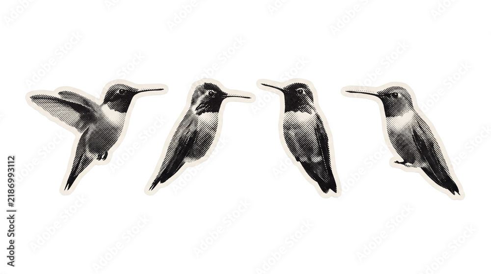 Obraz premium hummingbird retro halftone set , clean white border outline PNG