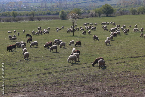 A flock of sheep graze on fresh grass in a field outside the city