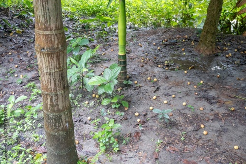 Foto Green wild fruits scattered on wet forest floor with palm trees