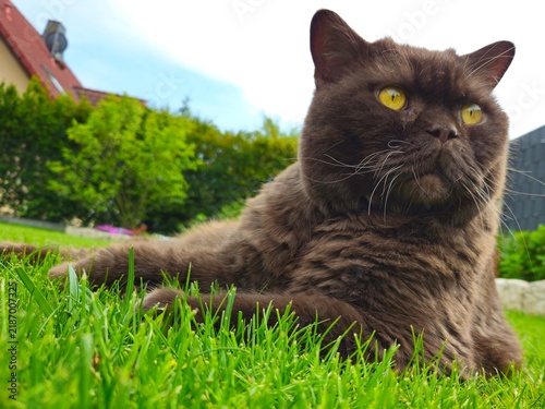 Beautiful brown cat with yellow eyes relaxing on fresh green grass outdoors in a sunny garden, natural pet lifestyle scene.
