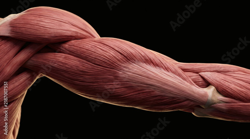 Detailed human arm muscle anatomy render showing fiber structure and tissue