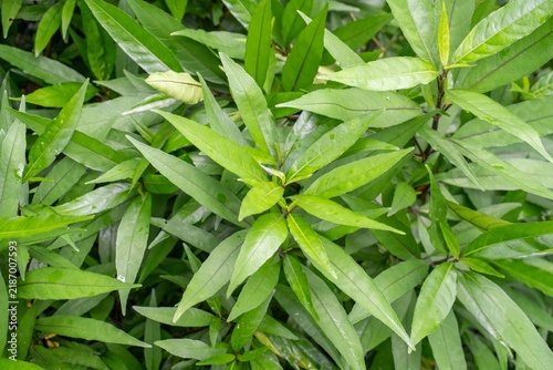 Lush green foliage creating natural background with fresh healthy leaves