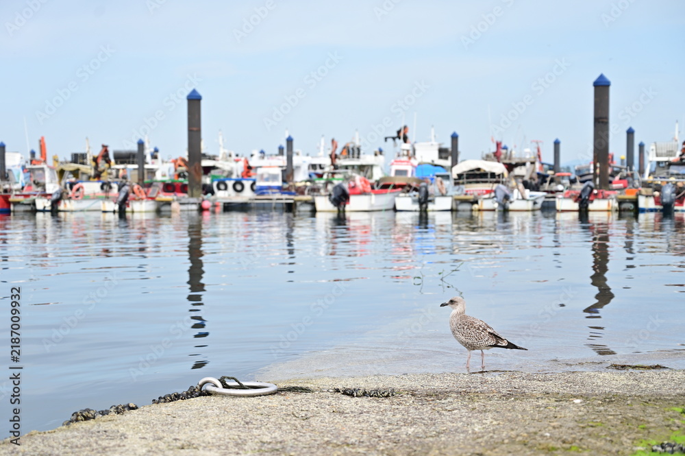 Obraz premium seagull view in front of a port and sailing boat masts