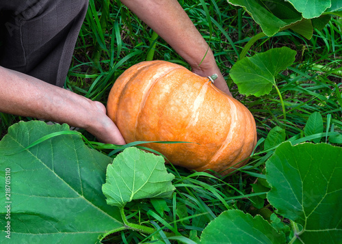 A person is harvesting a large, mature orange pumpkin from the garden.